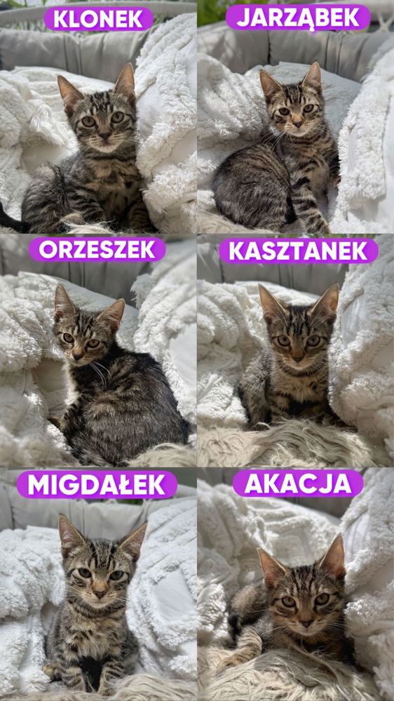 Wyjątkowe kociaki szukają domu
