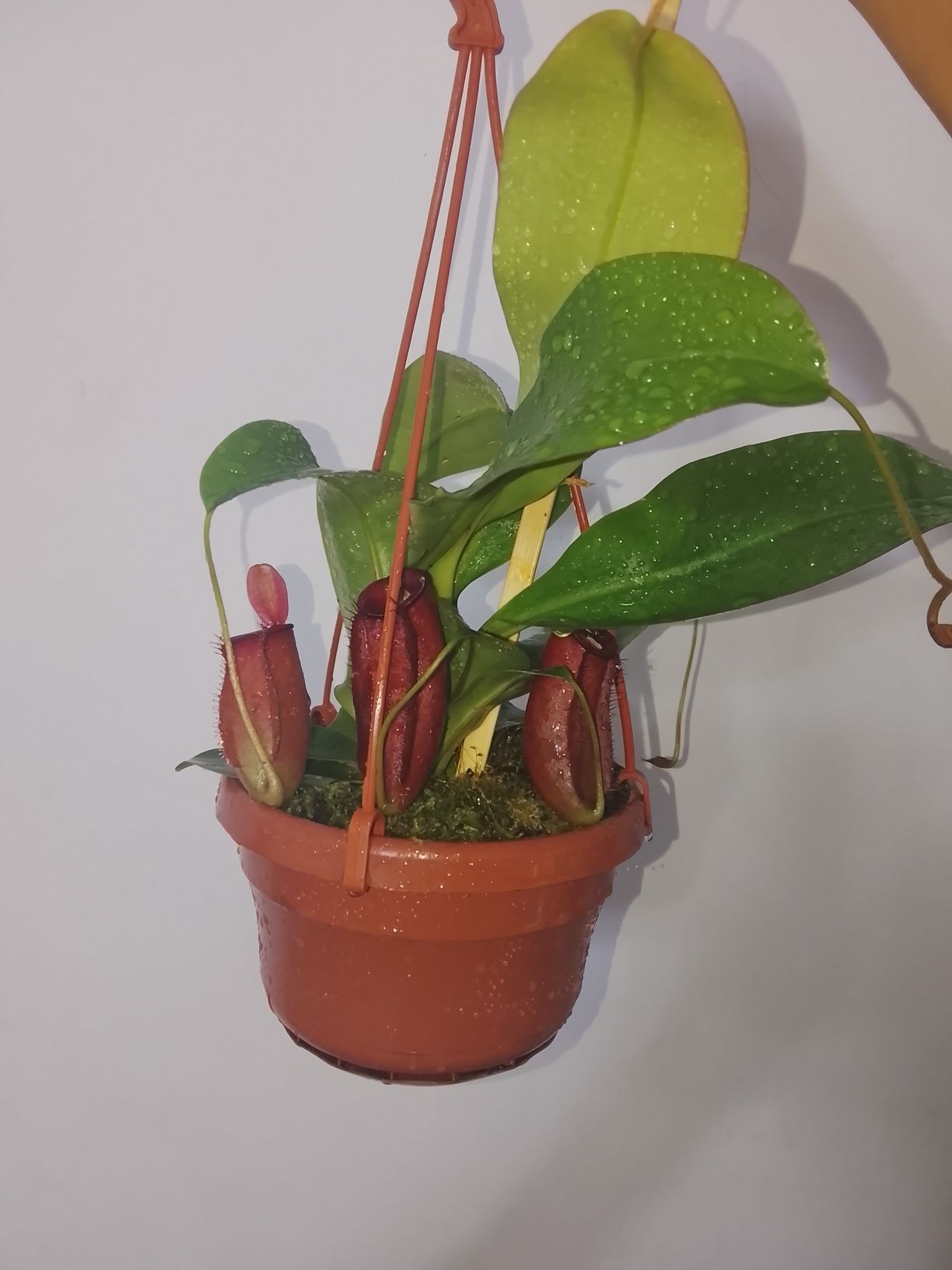 Planta Carnívora (N. Bolod marry))