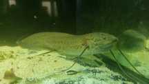 Protopterus annectens 25/30cm