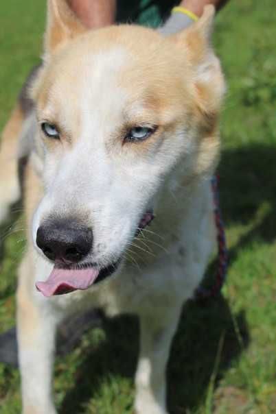 Husky mix Yondu szuka domu -schronisko Bełchatów-aktualne