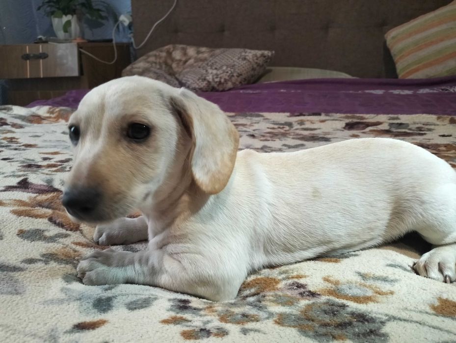 Цуценята мініатюрної такси