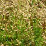 Parzydło blekolistne Miniaturka (Aruncus aethusifolius) Doniczka 1.0L