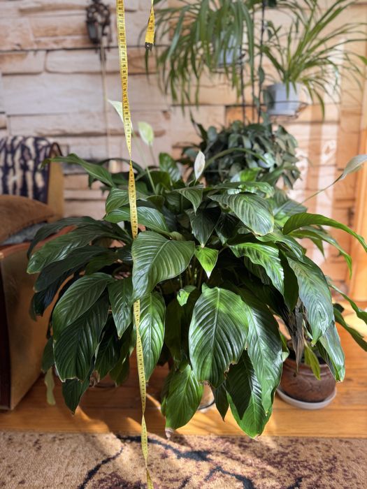 Skrzydłokwiat + doniczka