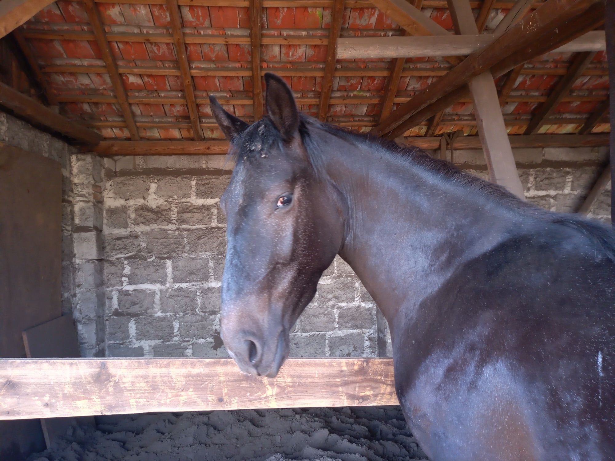 Sprzedam klacz pks