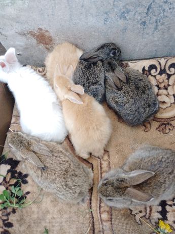 Кролі кролики самці самки