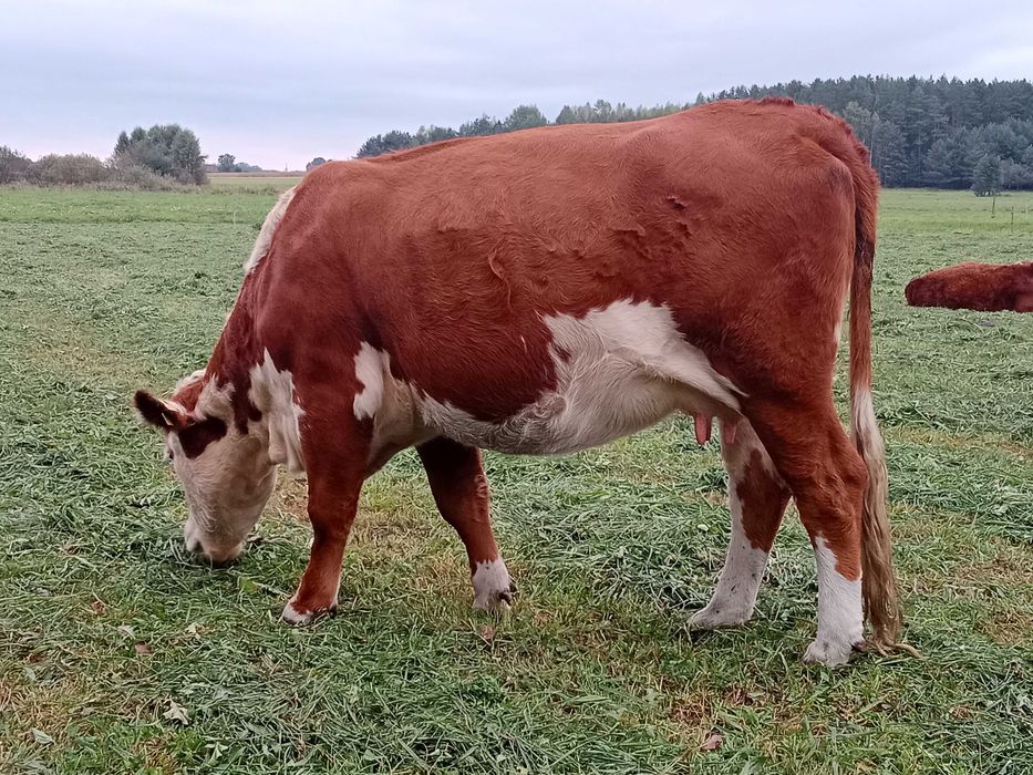 Hereford krowy krowa