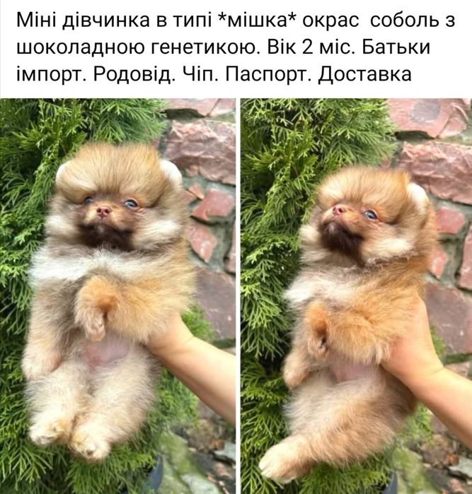 Гарна МІні померанська дівчинка в типі мішка. Родовід. Доставка