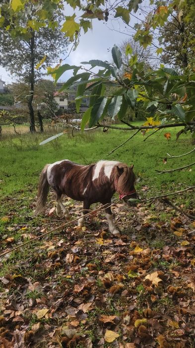 Pónei malhado inteiro