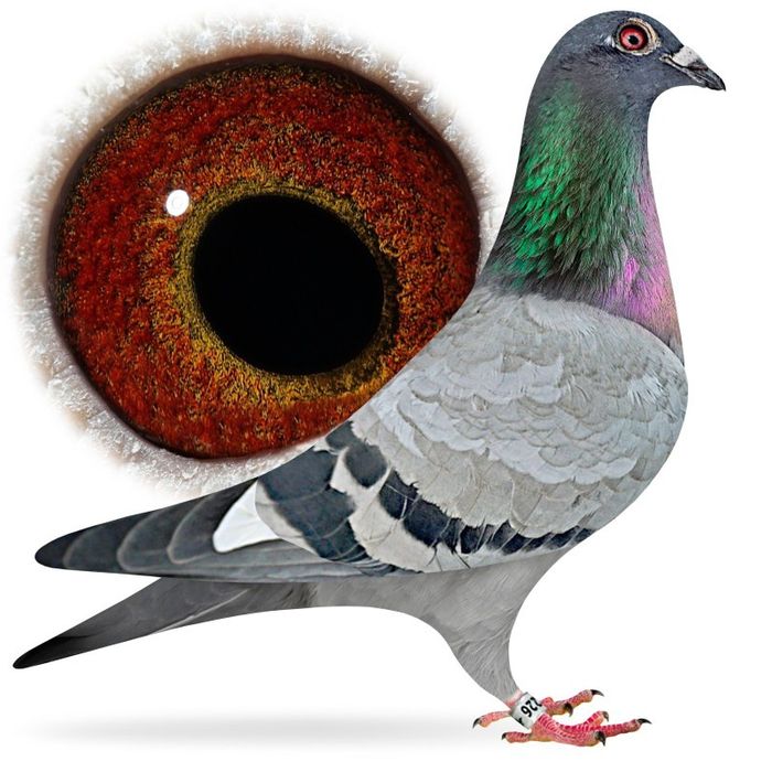 Piękny samiec Inbred Kittel gołębie pocztowe