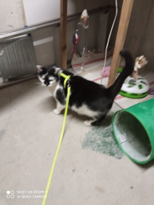 Dwie dorosłe kotki do adopcji