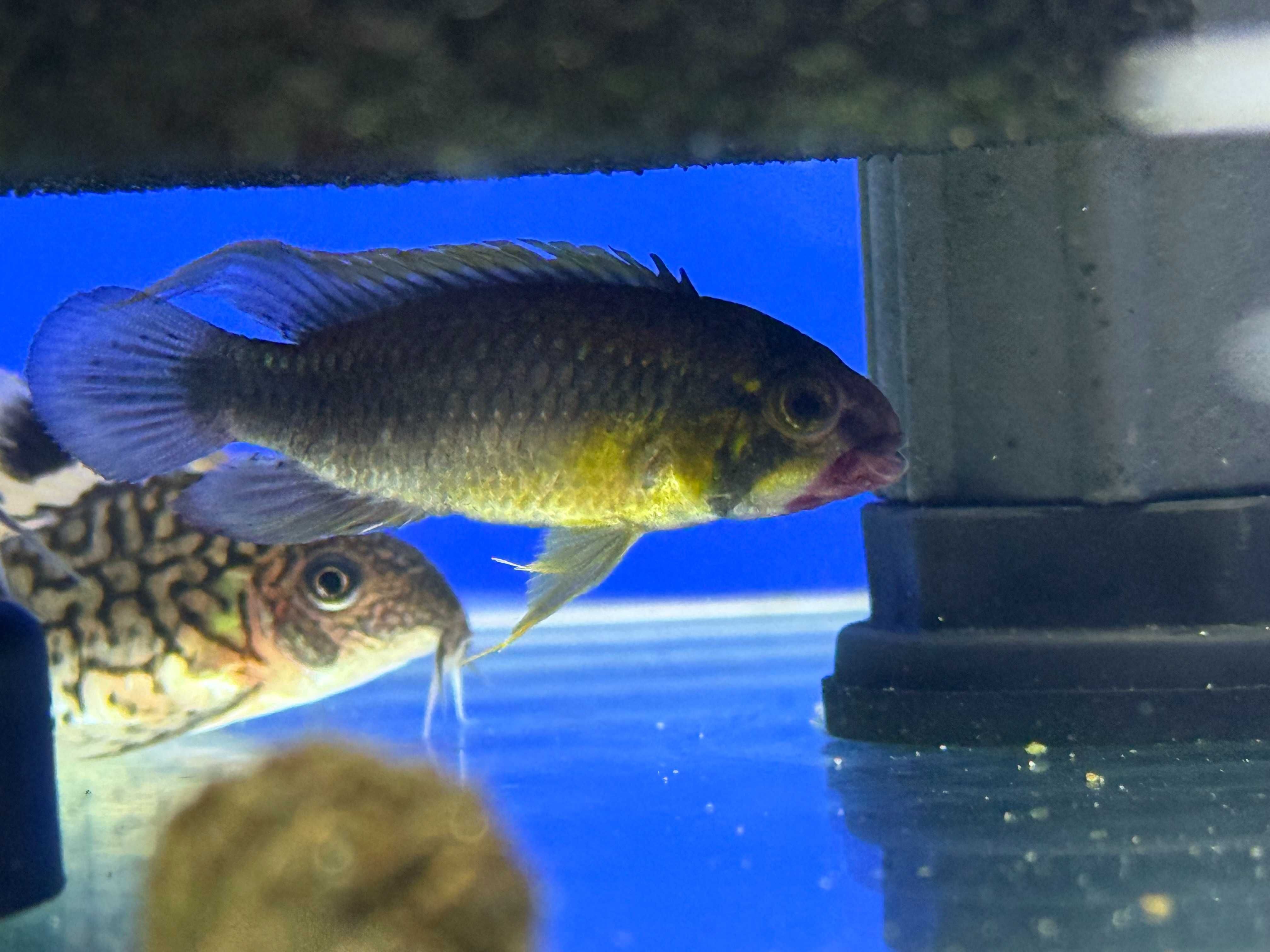 Apistogramma sp. Abacaxis