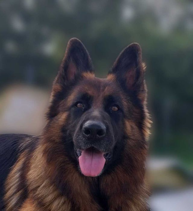 Owczark niemiecki