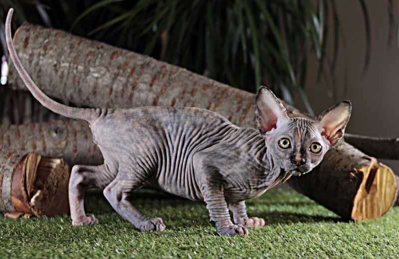 Очень красивая, ласковая, милая, игривая малышка.