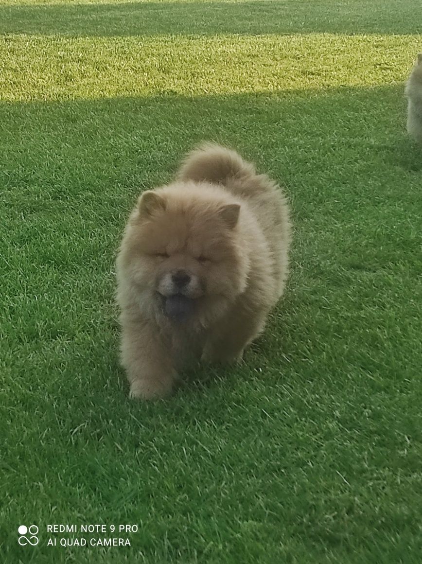 Chow chow ruda suczka