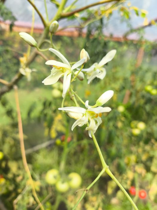 Moringa Olifiera duże drzewo egzotyczne