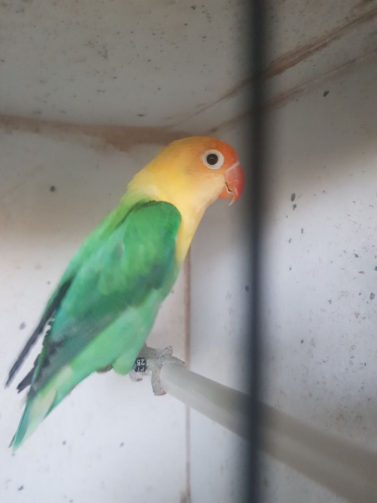 agapornis Fischeri