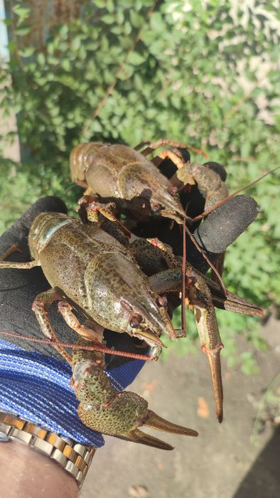 Продам свежих и варёных раков с доставкой