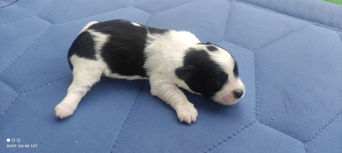 Piesek maltipoo z metryką