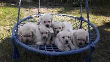 Labradory z rodowodem 4 pokoleniowym retriever labrador