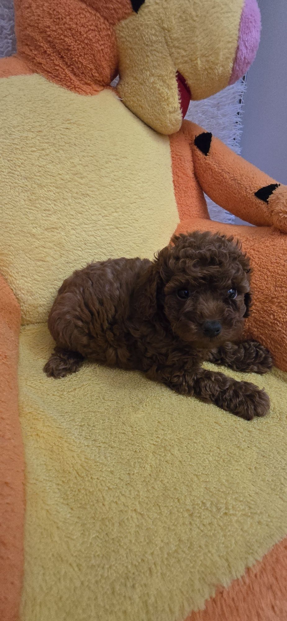 Maltipoo F1b suczka do odbioru