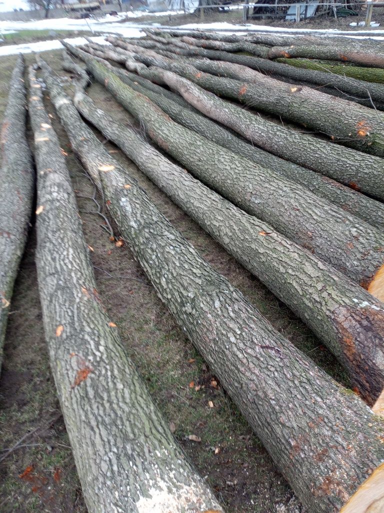 Drewno dłużyca olszyna