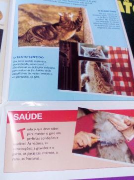 Os nossos amigos: Os GATOS.