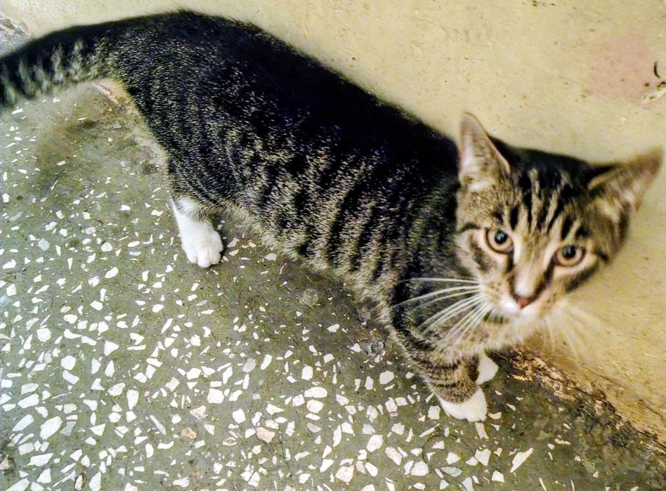 Oddam koty w dobre ręce! Kocięta mają 5 miesięcy