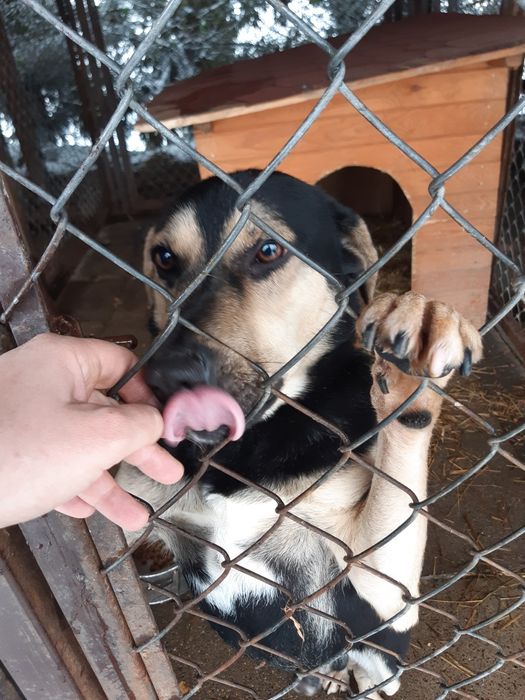 Młody pogodny psiak Batman szuka domu