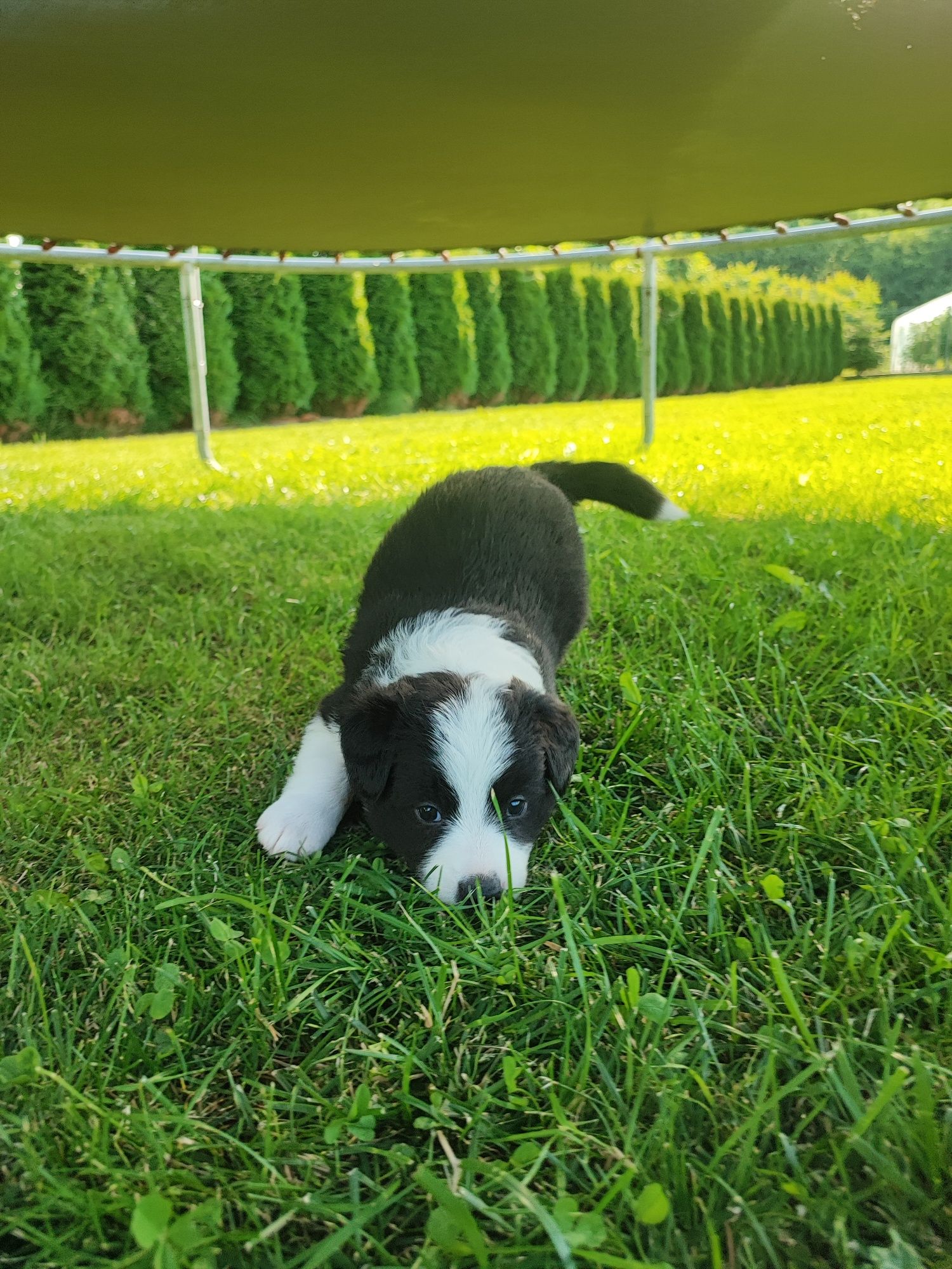 Border Collie czarno-biały szczeniak – klasyczne umaszczenie, metryka
