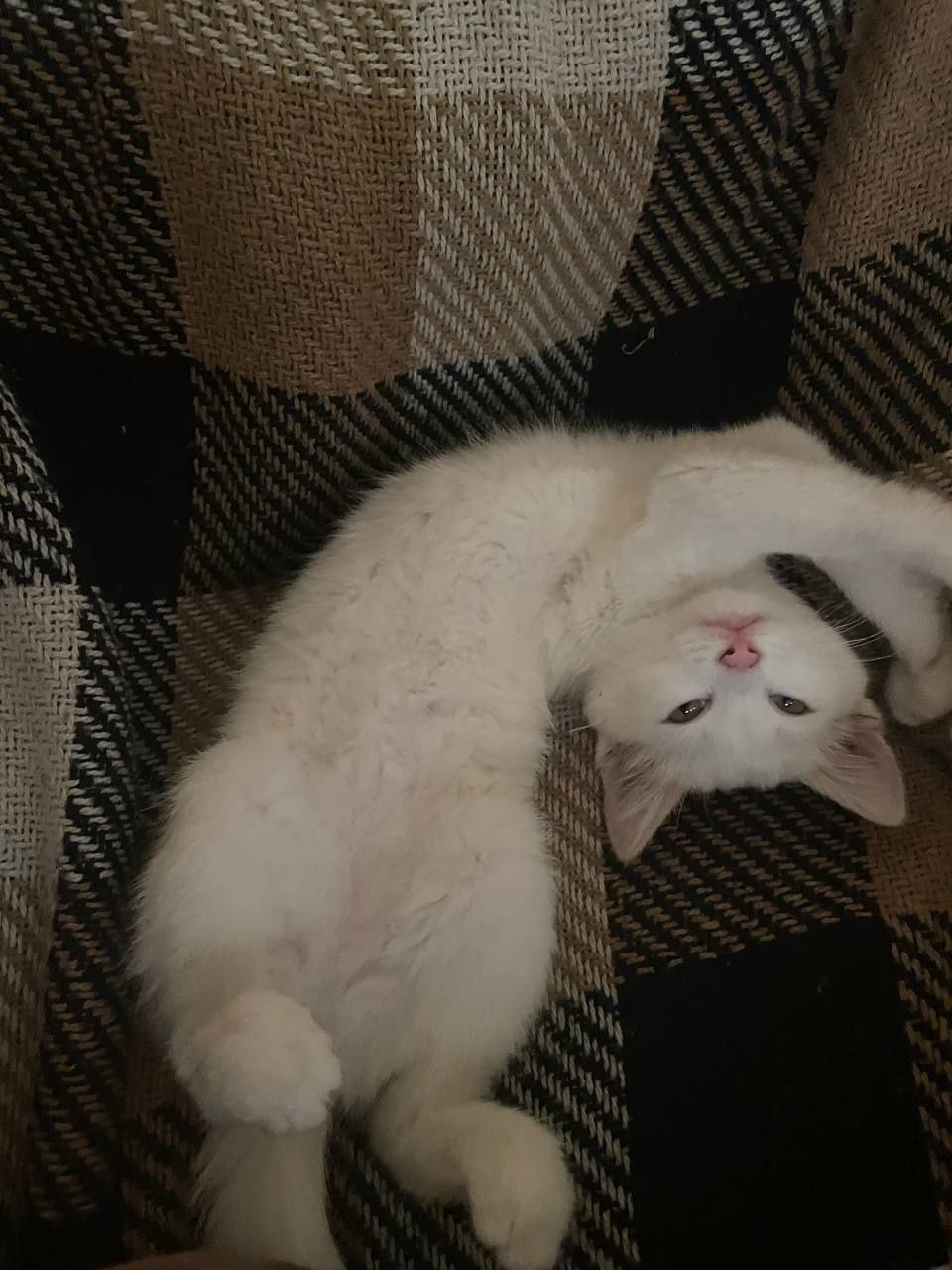 Кошеня в добрі руки
