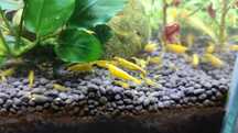 Neocaridinas amarelos