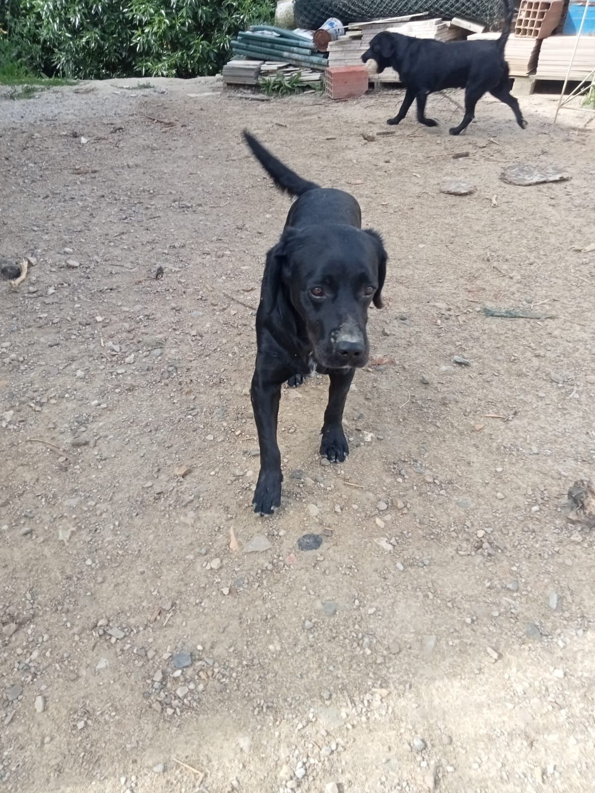 Oferece dois Labradores