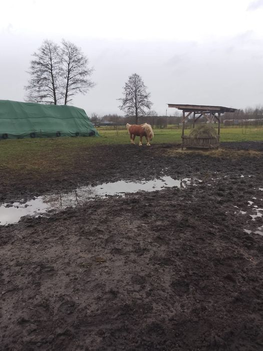 Ogier w typie sokólskim