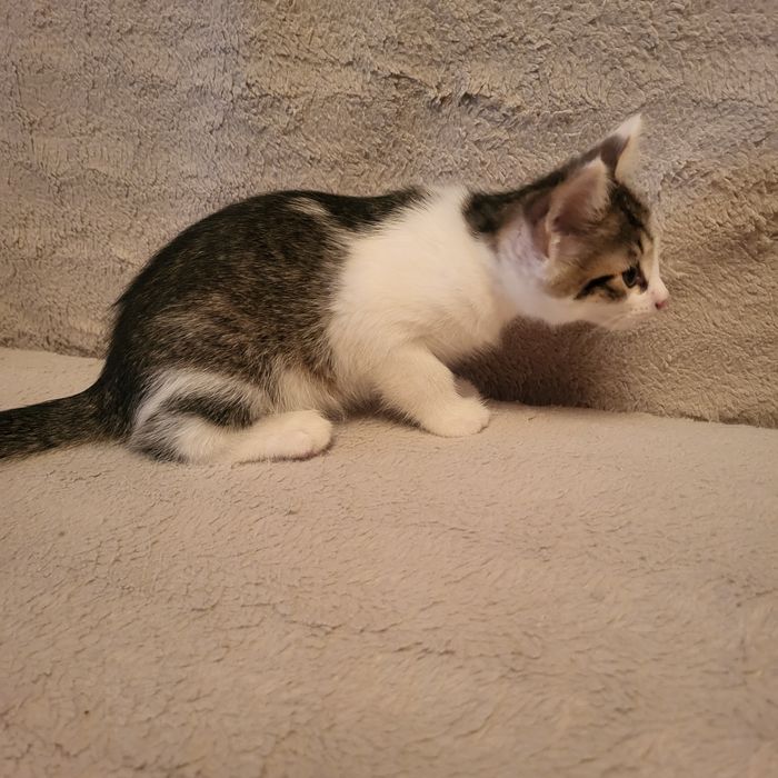 Подарую кошеня! Дівчинка