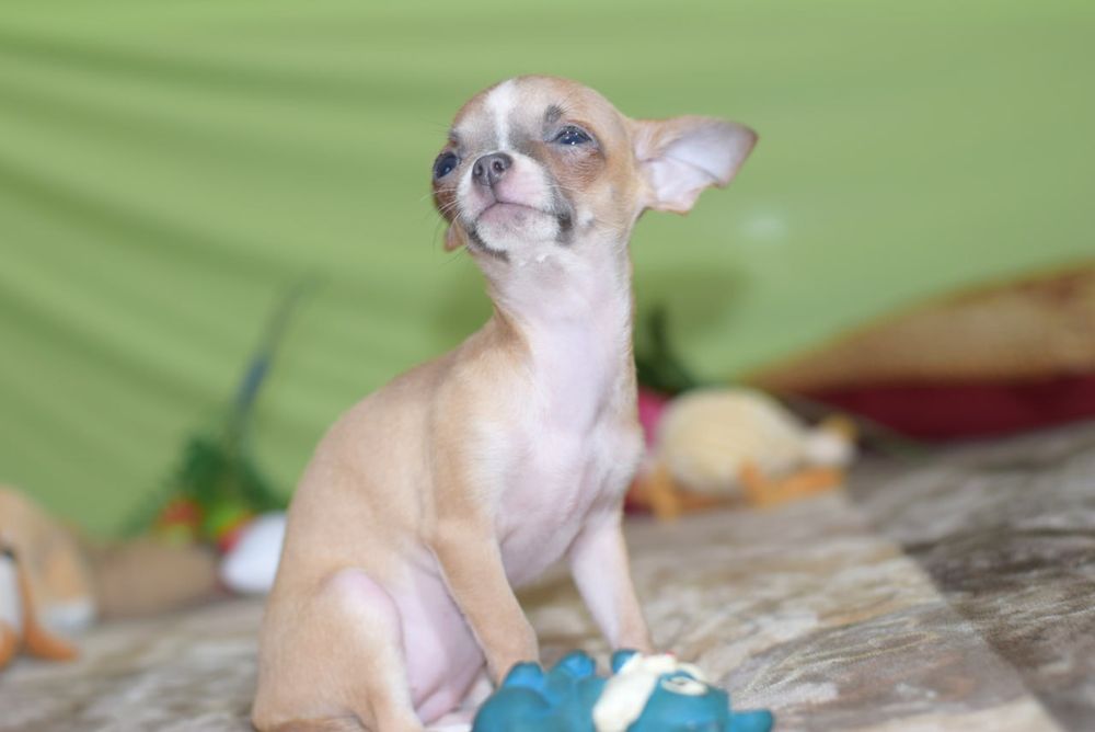 МИНИ малышка чихуахуа