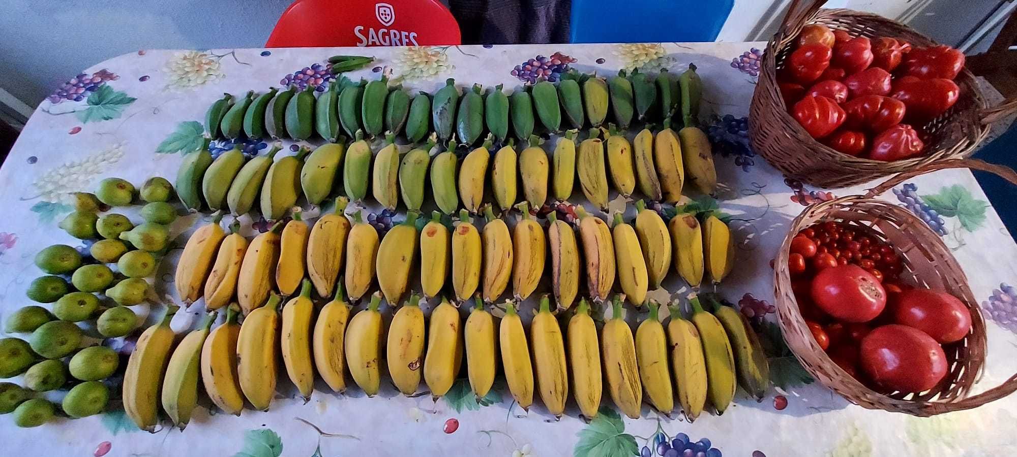 Vende-se bananeiras de boa produtividade