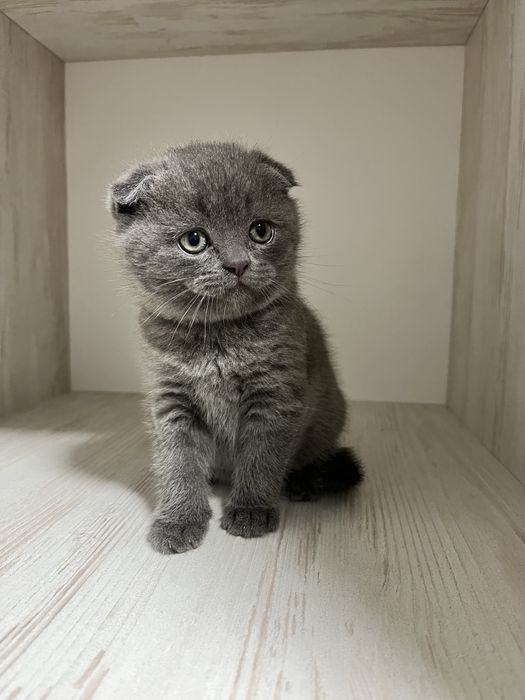 Шотландські висловухі кошенята