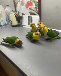 Энергичные попугаи Каики: добавьте движение и радость в свою жизнь