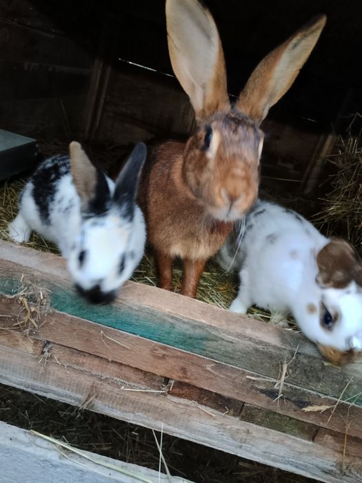 Samica zajęczak z 2 młodymi