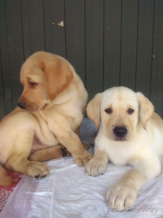 Вязка лабрадора. Кобель