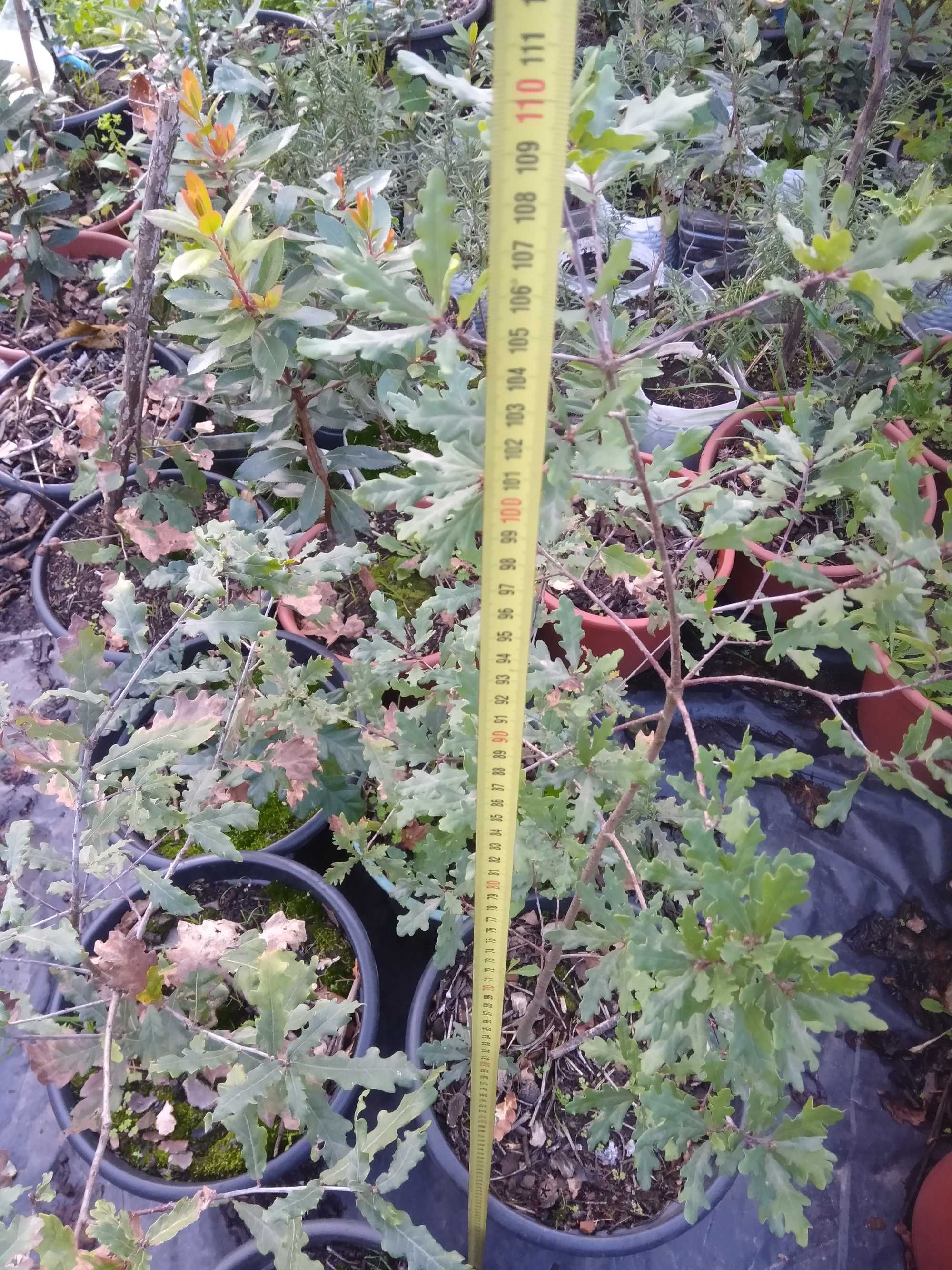 Azevinho (Ilex Aquifolium)