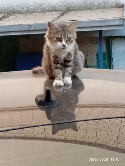 У пошуках родини кицюня