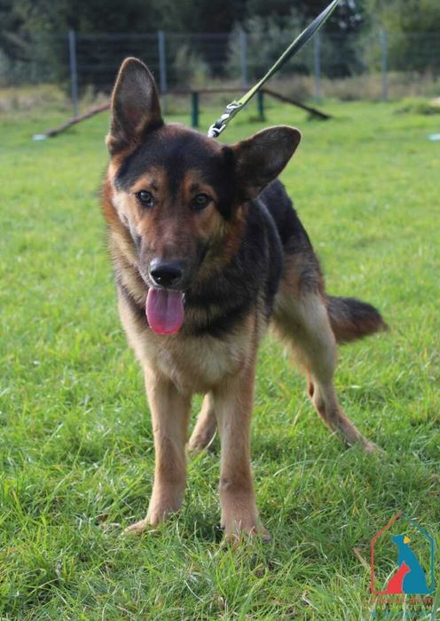 Młodziuki piesek Hinto szuka domu