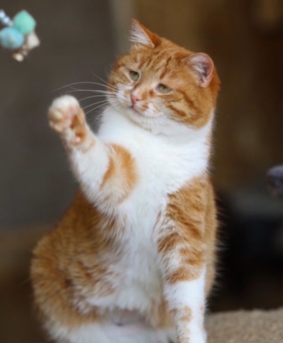 Фрау, рыже белая, 1,5 года