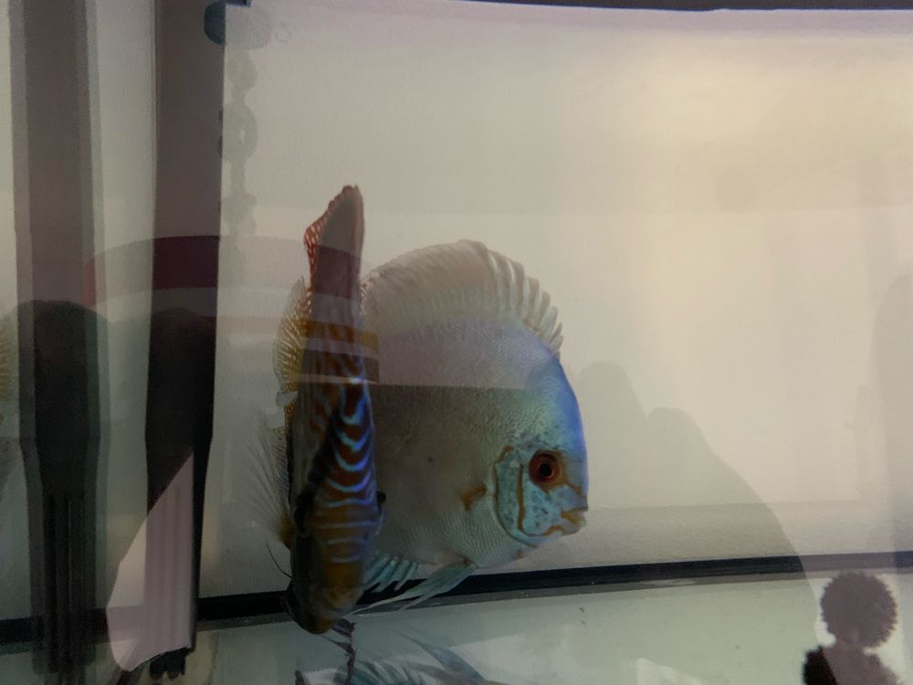 Vendo casal de discus confirmado ,macho piwowarosky/femea cobalt blue