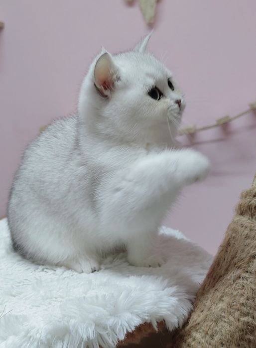 British shorthair silver