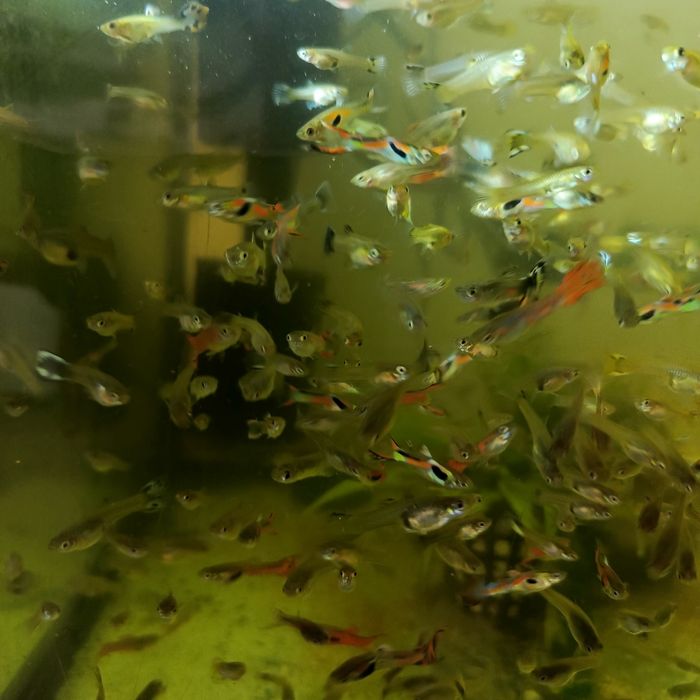 Sprzedam gupiki wybarwione