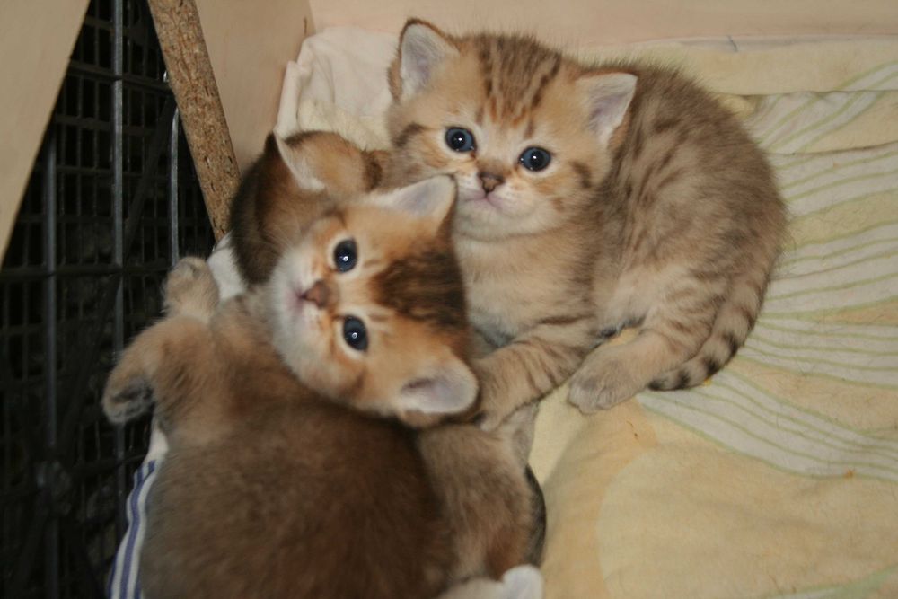 Золотий шиншила, що втішає та звеселяє