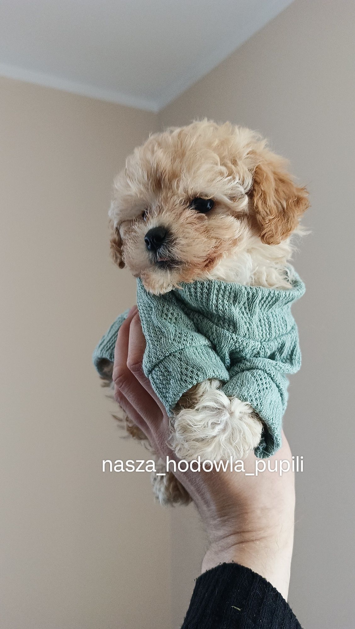 Bichpoo poochon hybryda jak maltipoo pudel toy x Bichon frise