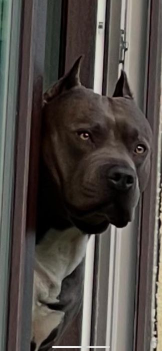 Шикарный парень питбуль